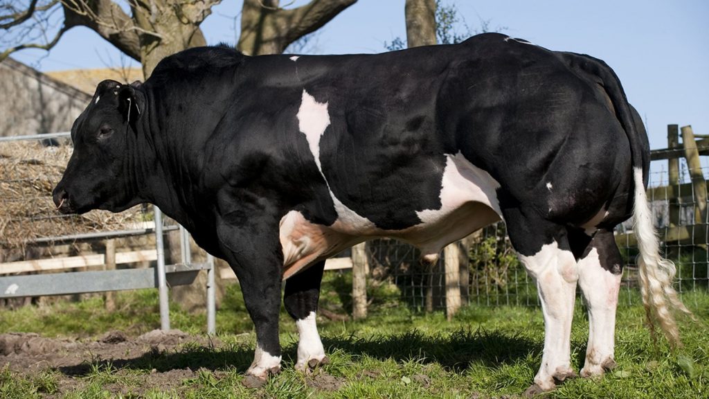 Cow Sparks Steroid Debate | Canadian Anabolics | Steroids Canada