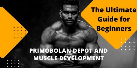 Primobolan Depot and Muscle Development: The Ultimate Guide for Beginners